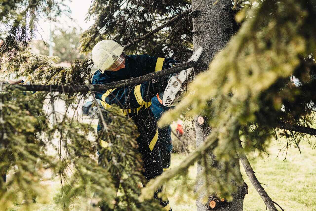 Best Tree Trimming Near Me  in Alliae, NC